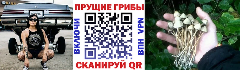 гидра ссылка  Владикавказ  Псилоцибиновые грибы мицелий 